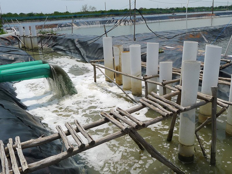 HDPE vs EPDM Pond Liner, Which One Is Better for Shrimp Ponds